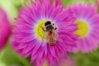 Canon EOS R6 + RF 35mm F1.8 Macro IS STM | 35mm, 1/250s at f/5, ISO 200